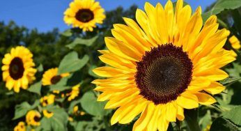 Girasoli: le 4 cose che non conoscevi sul suo conto. Significato, coltivazione e tanto altro