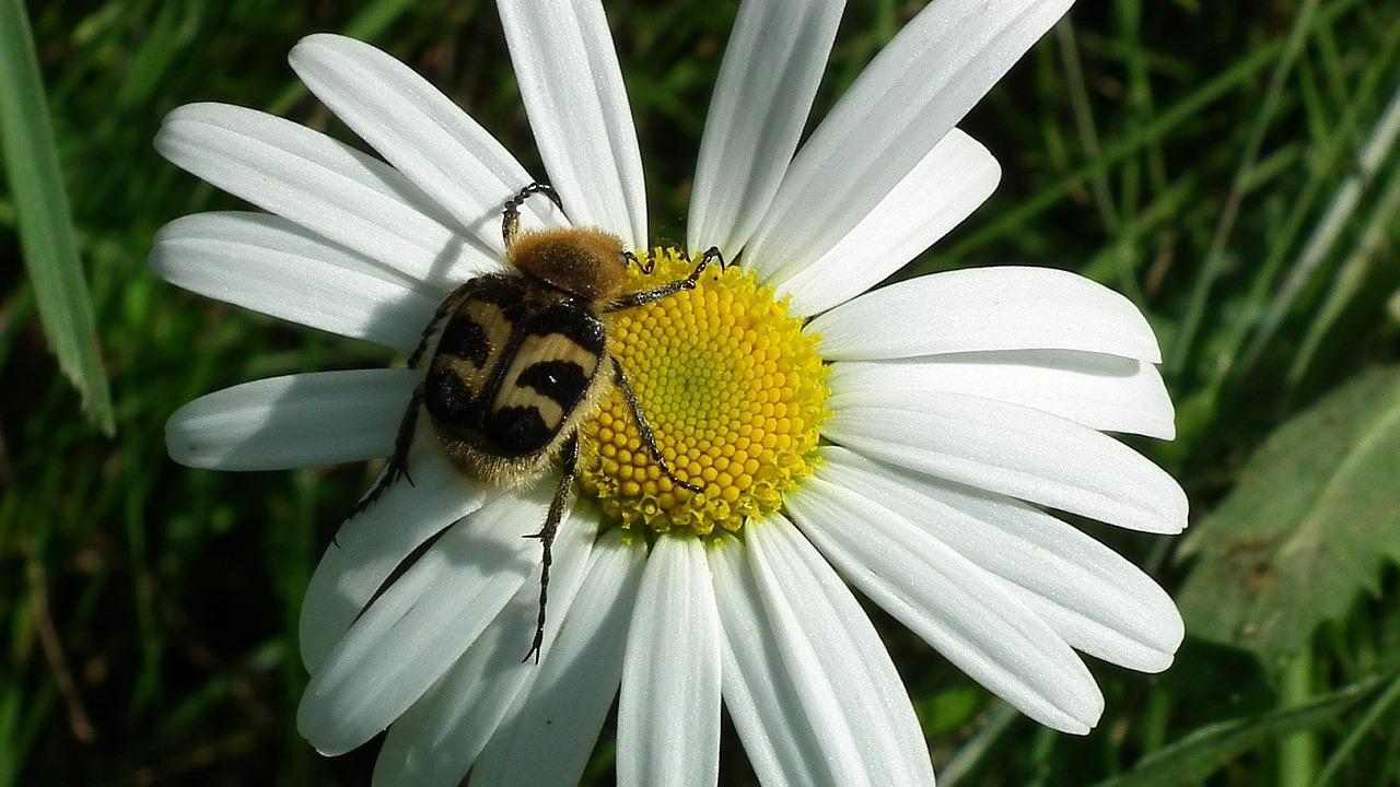 pesticidi naturali insetto margherita