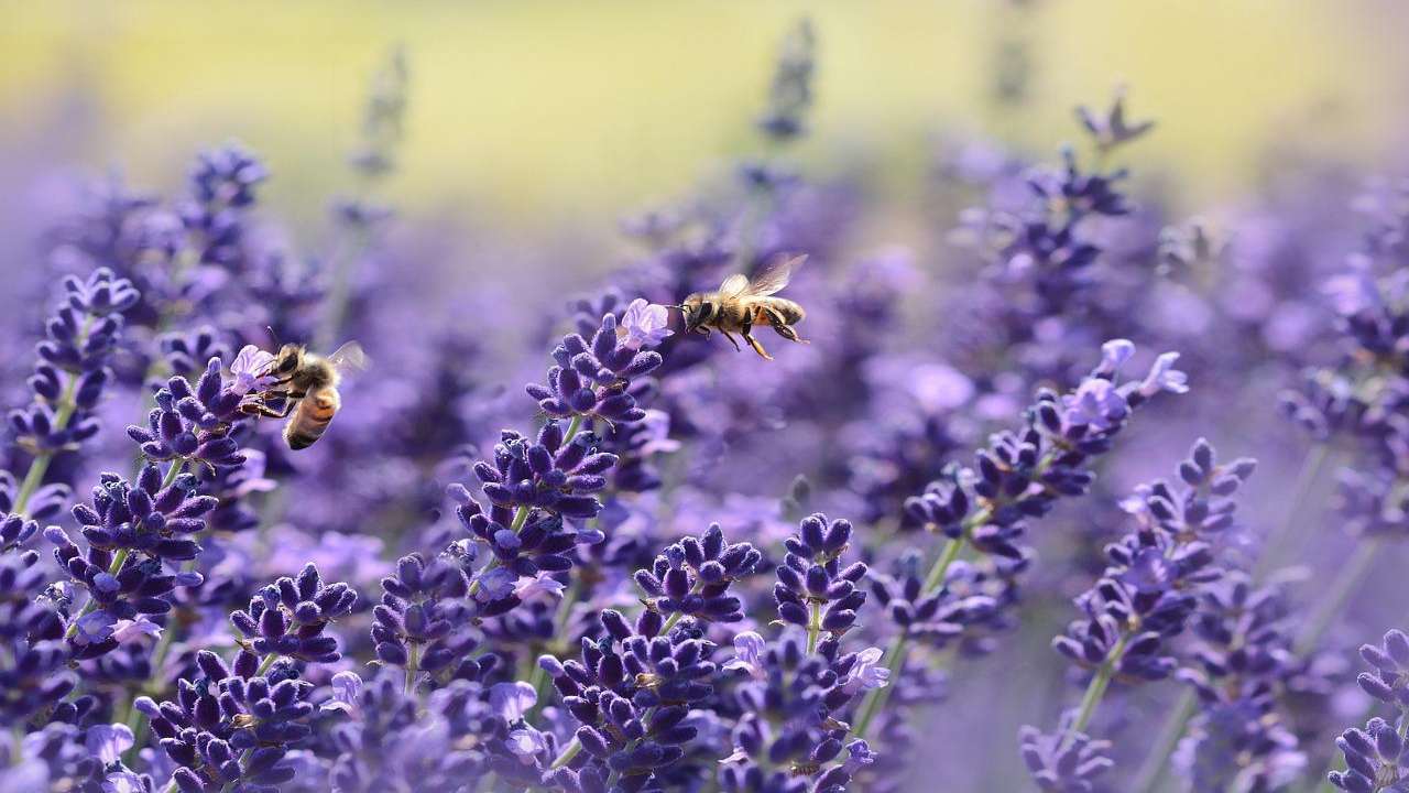 Api piante lavanda