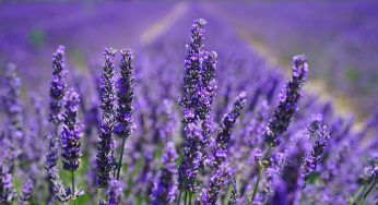 Lavanda, facilissima da coltivare anche in casa. Le sue proprietà sono infinite, dovresti provarla
