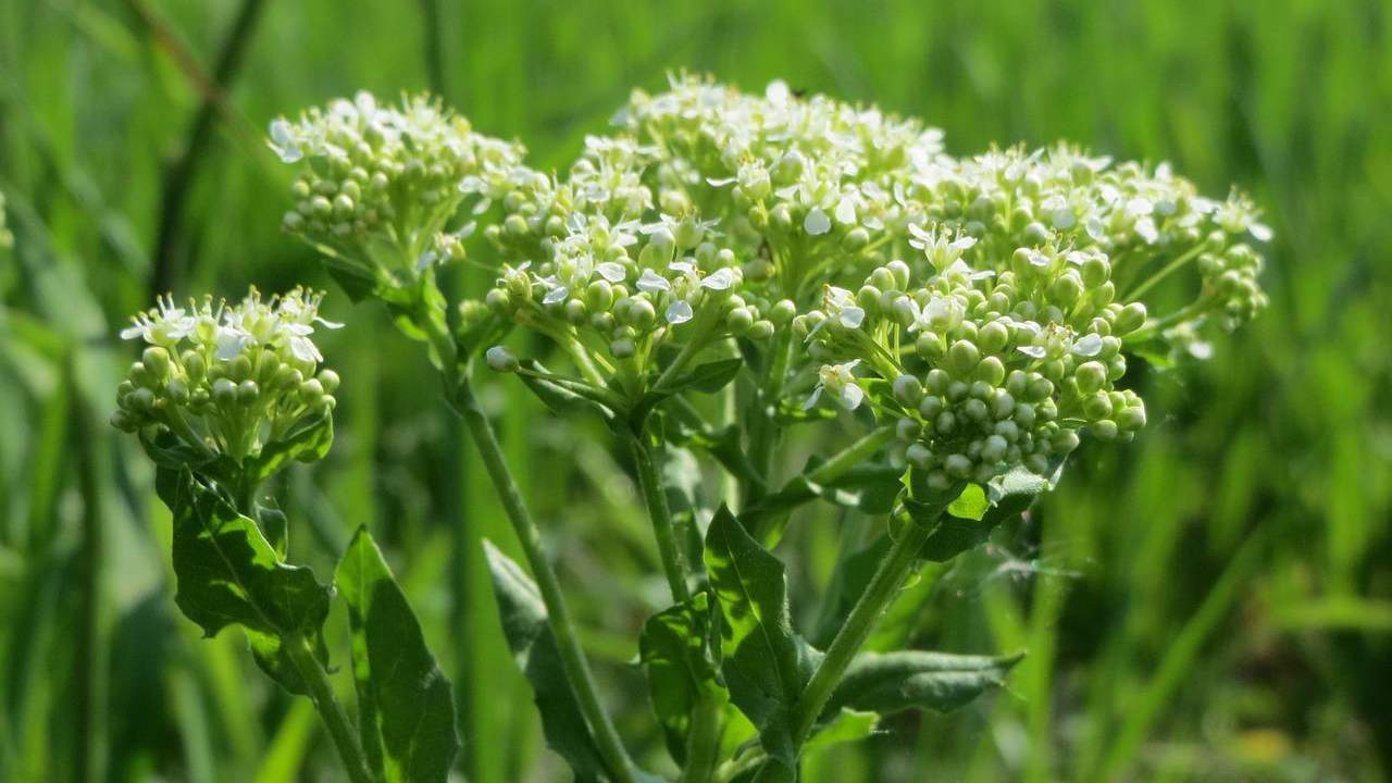 maca peruviana stress