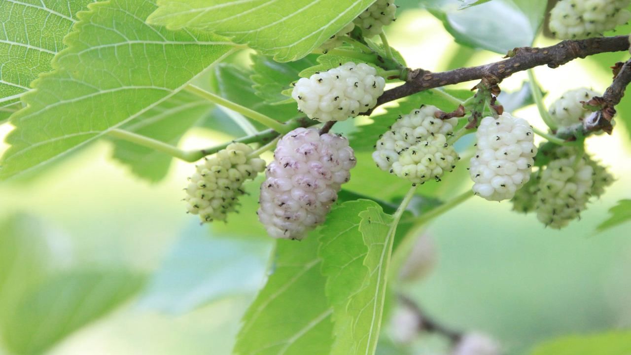 Gelso bianco coltivare