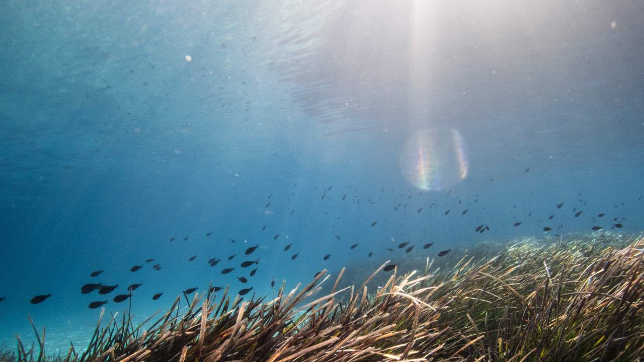 posidonia oceanica risorsa