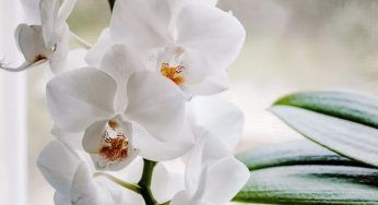 Orchidee sempre fiorite: i 3 preparati che le faranno esplodere di salute