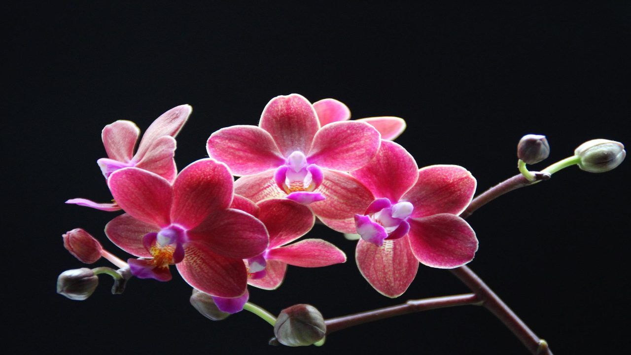 Le 7 Migliori Cortecce per Orchidee: ecco quale scegliere nel 2024 ⭐️