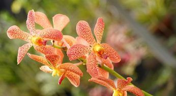 Occhio a queste orchidee, in casa potrebbero farti qualche scherzo se commetti questi errori