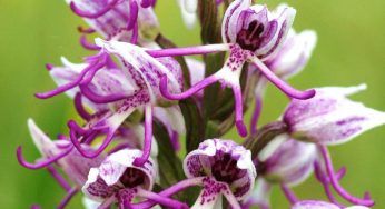 Dracula simia: l’orchidea eccentrica che sembra una scimmia. I segreti per coltivarla