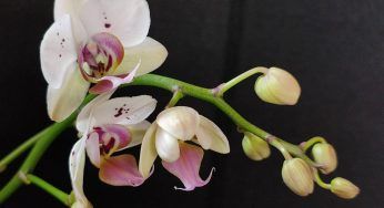 Orchidea fiorita tutto l’anno: sono questi i 7 segreti che nessuno ti aveva mai detto