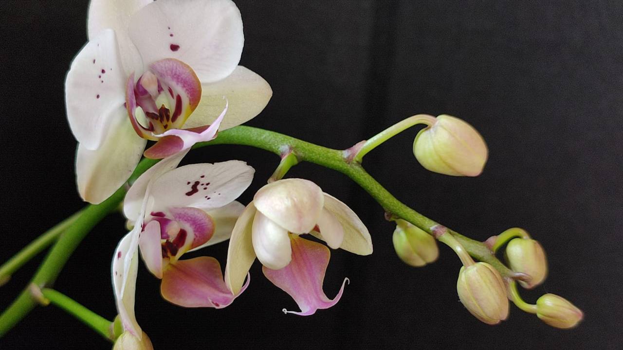 orchidee fiorita tutto anno