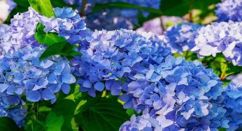 Ortensie senza afidi, pianta quest’erba nelle vicinanze: te ne libererai in un attimo