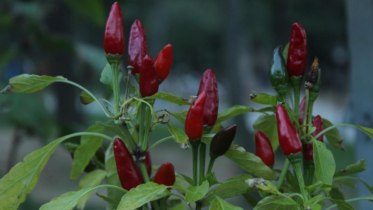 peperoncino piccantezza variabile