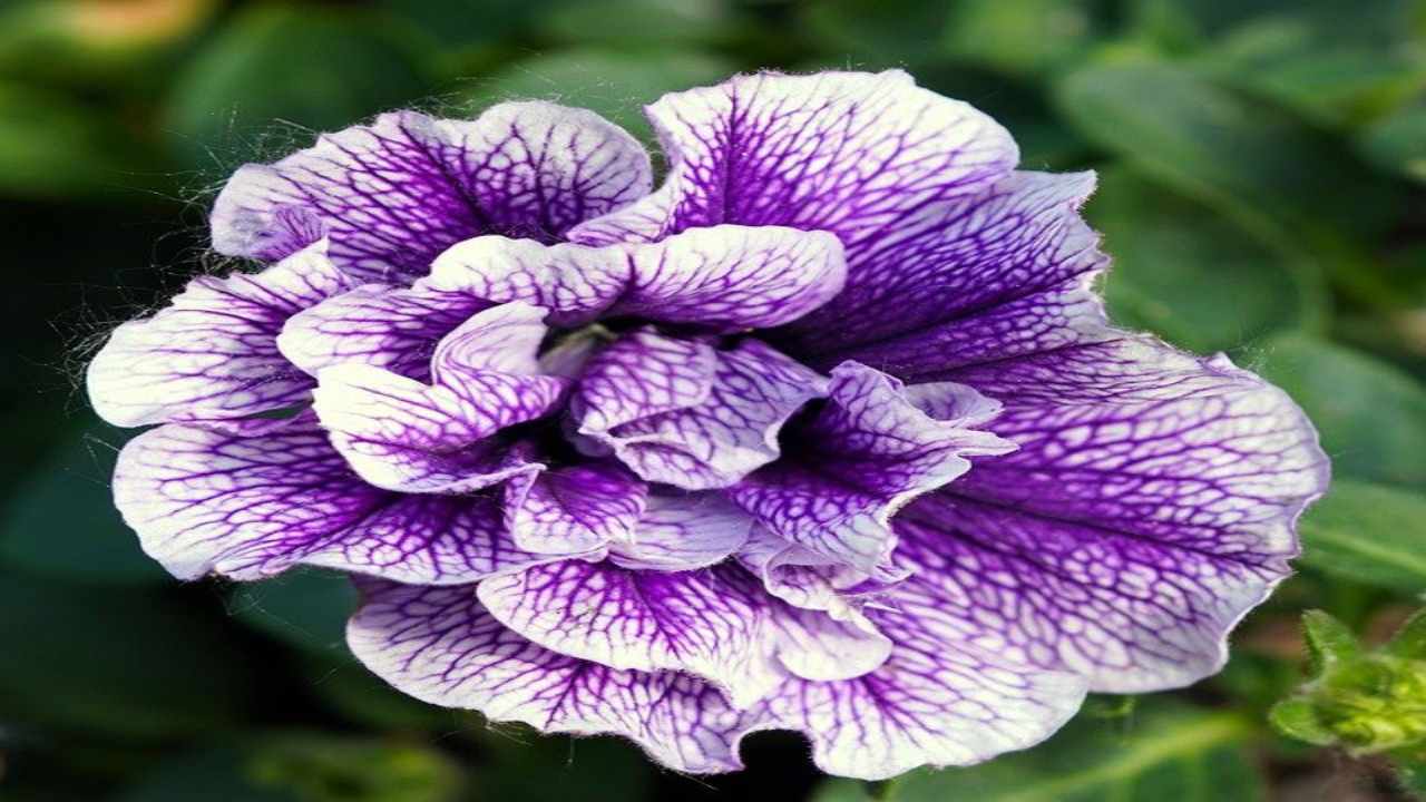 fiore petunia