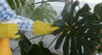 Piante secche, recuperarle è davvero semplice. Questi sono i metodi più efficaci