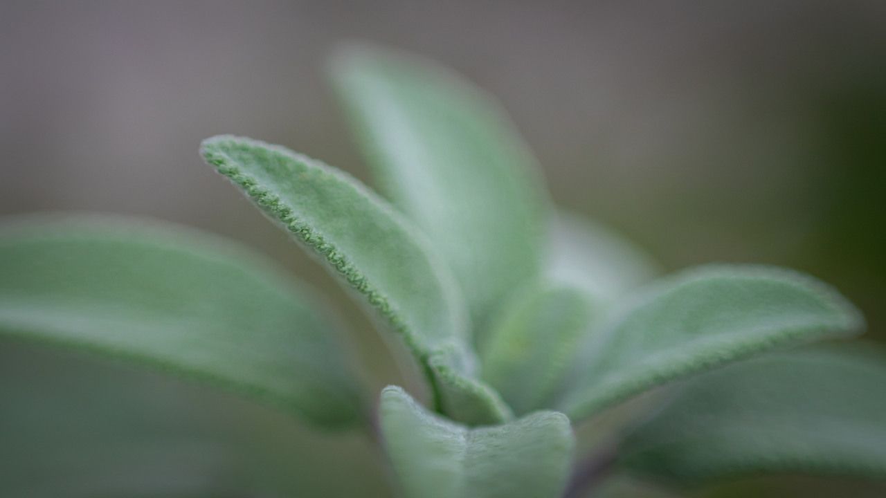 Salvia coltivare pianta