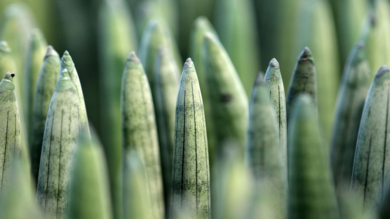 Sansevieria piena di moscerini: puoi mandarli via in questo modo.