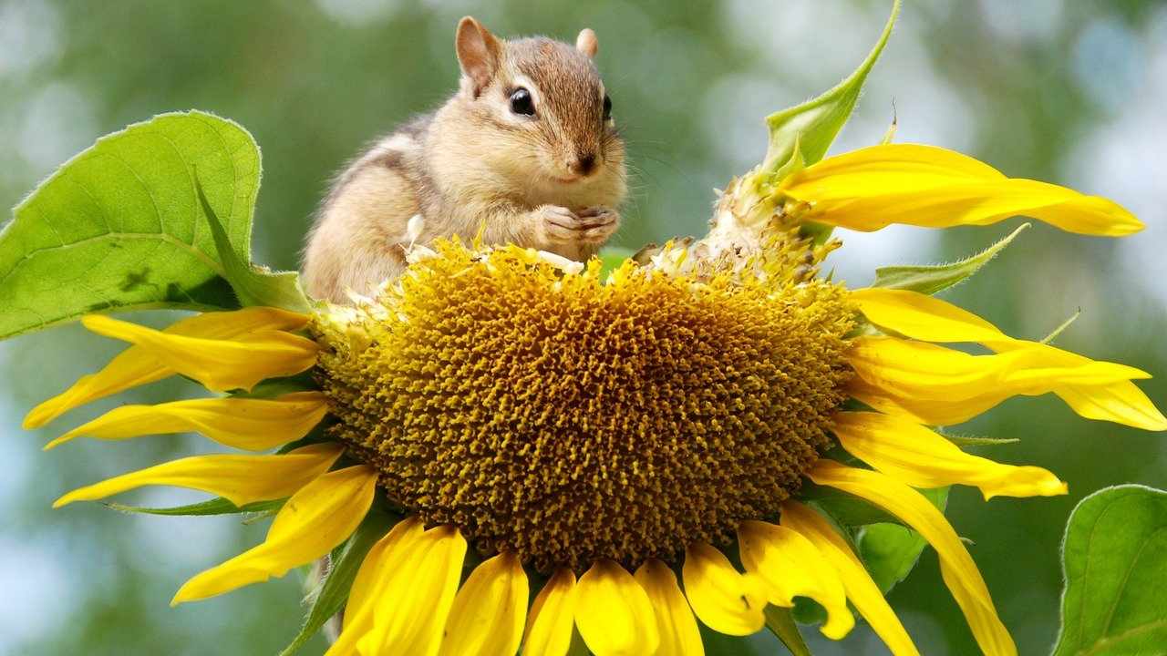 Biodiversità scoiattolo e girasole