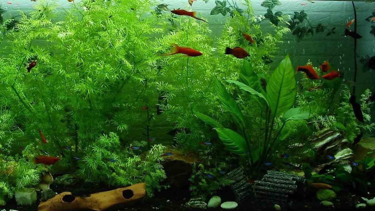 Allestire acquario con piante: step e risultati ottenuti