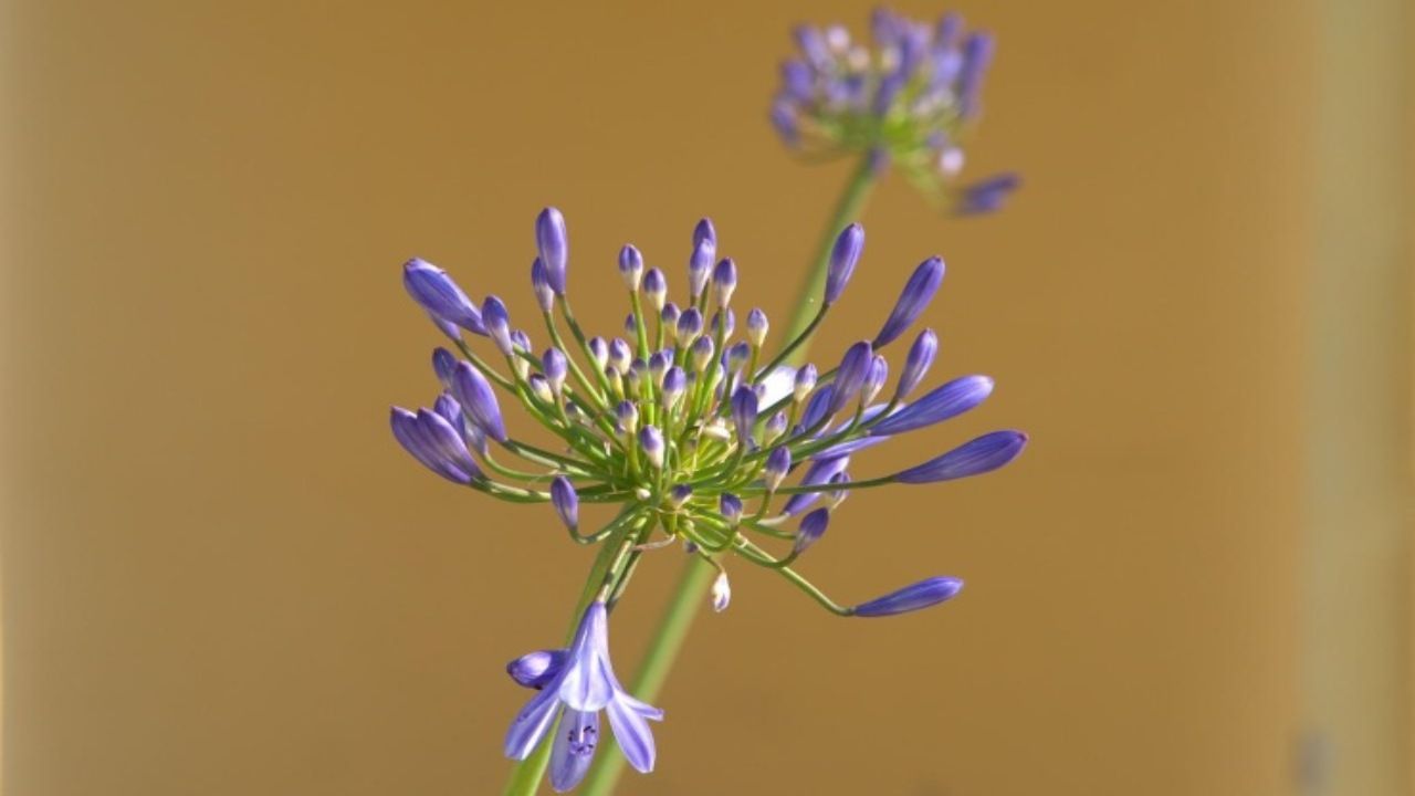 fiore blu del Nilo