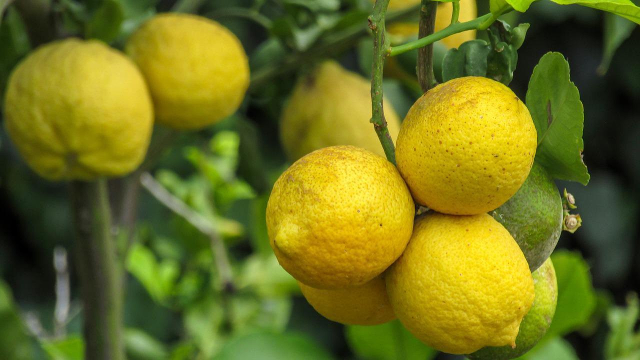 pianta limoni accorgimenti