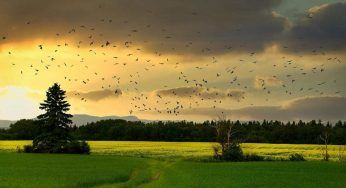 Biodiversità: la perdita è inarrestabile. Gli scienziati parlano di estinzione di massa, bisogna agire