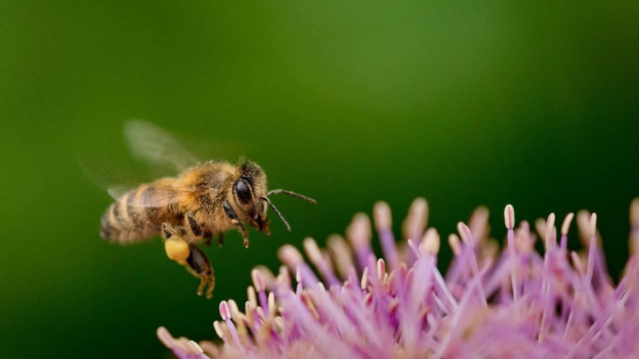 bombi conseguenze ambiente