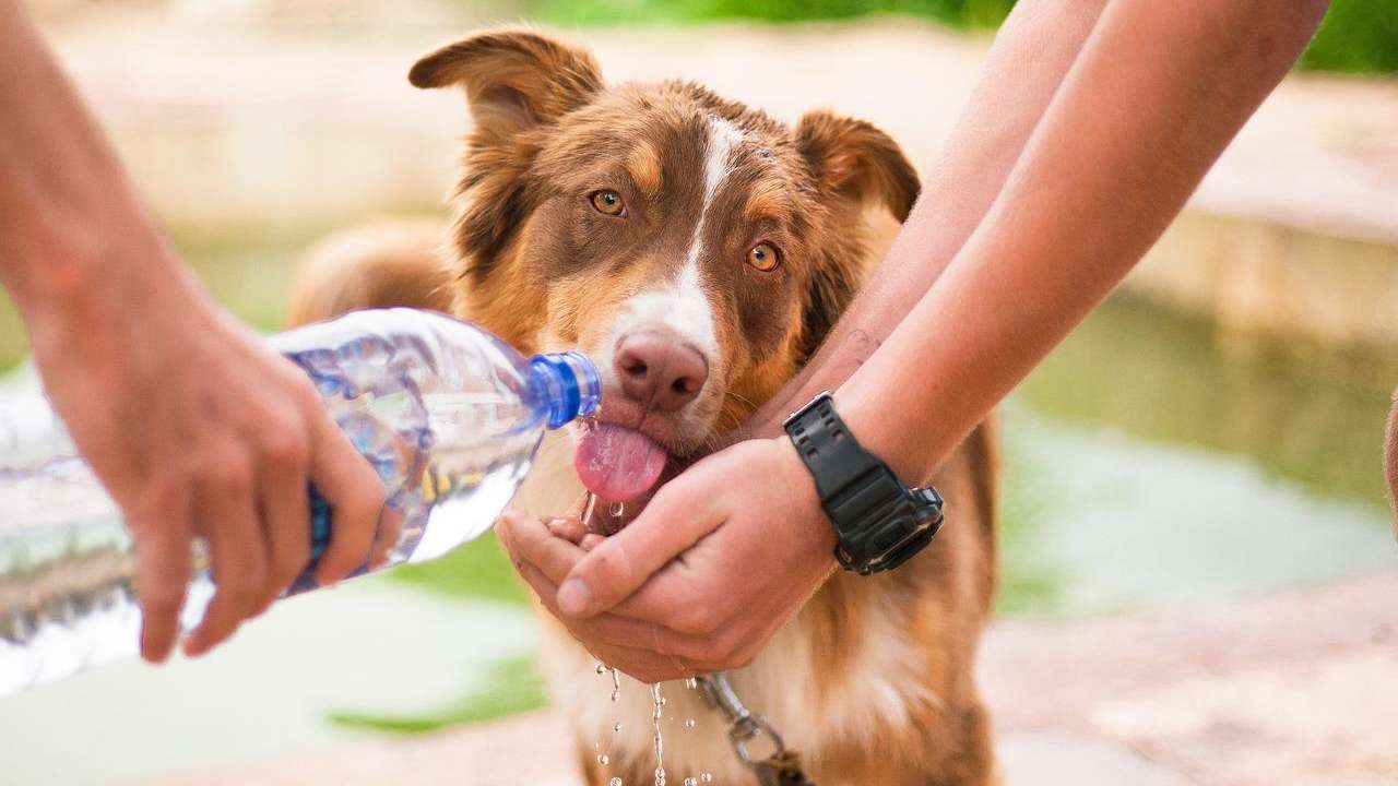 asfalto bollente pericolo cani