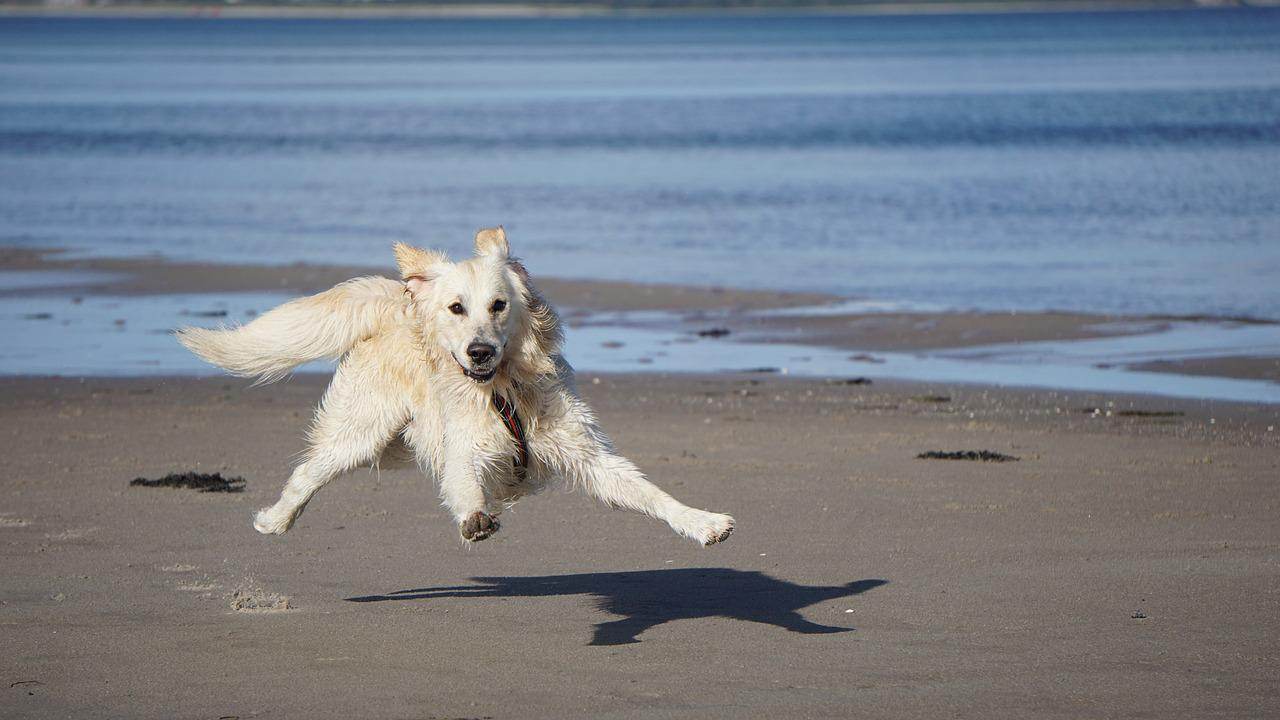 spiagge dog friendly