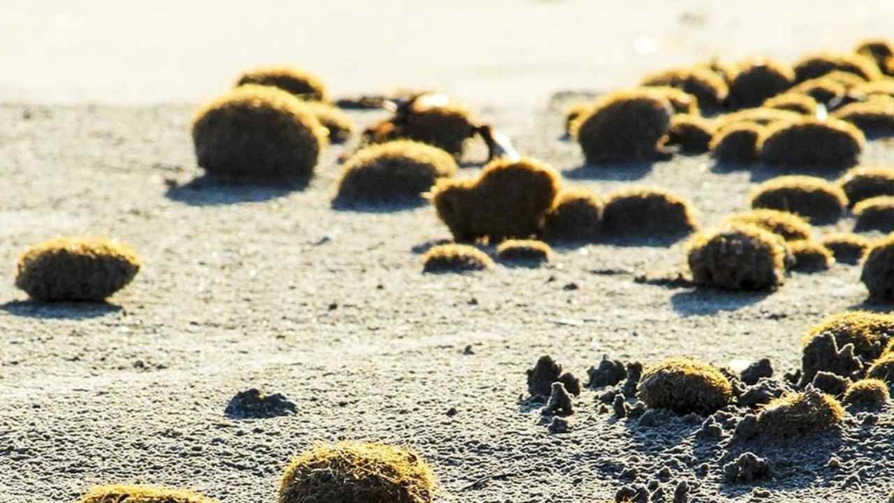 Egagropila spiaggia piulisce plastica