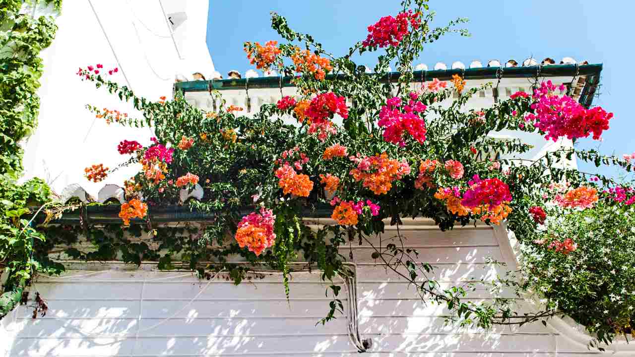 fiori balcone geranio