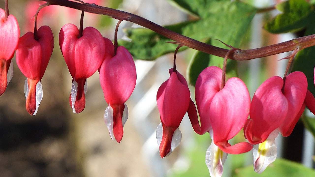 pianta fiori cuore sanguina