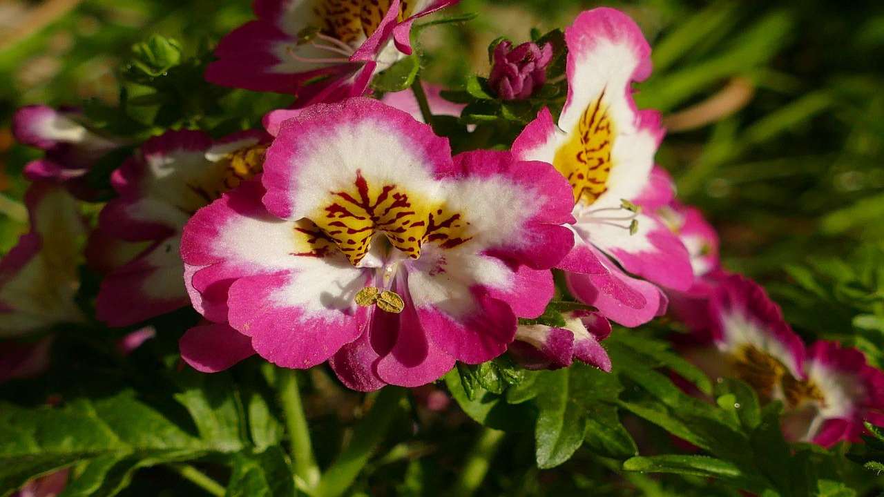 come coltivare orchidea dei poveri Schizanthus