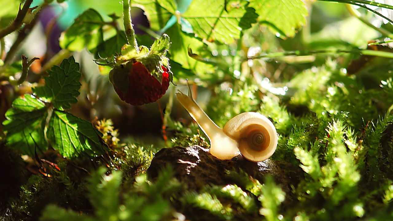 Lumache giardino rimedi naturali