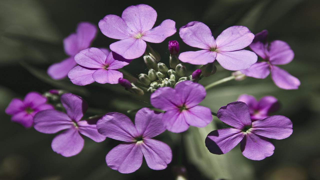 moneta del papa lunaria come coltivarla segreti