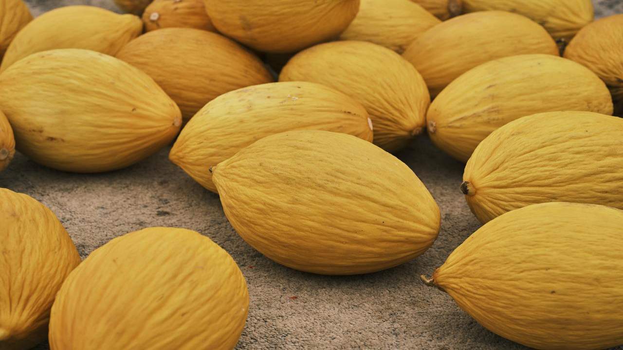 melone bianco frutto estate capacità nutrienti