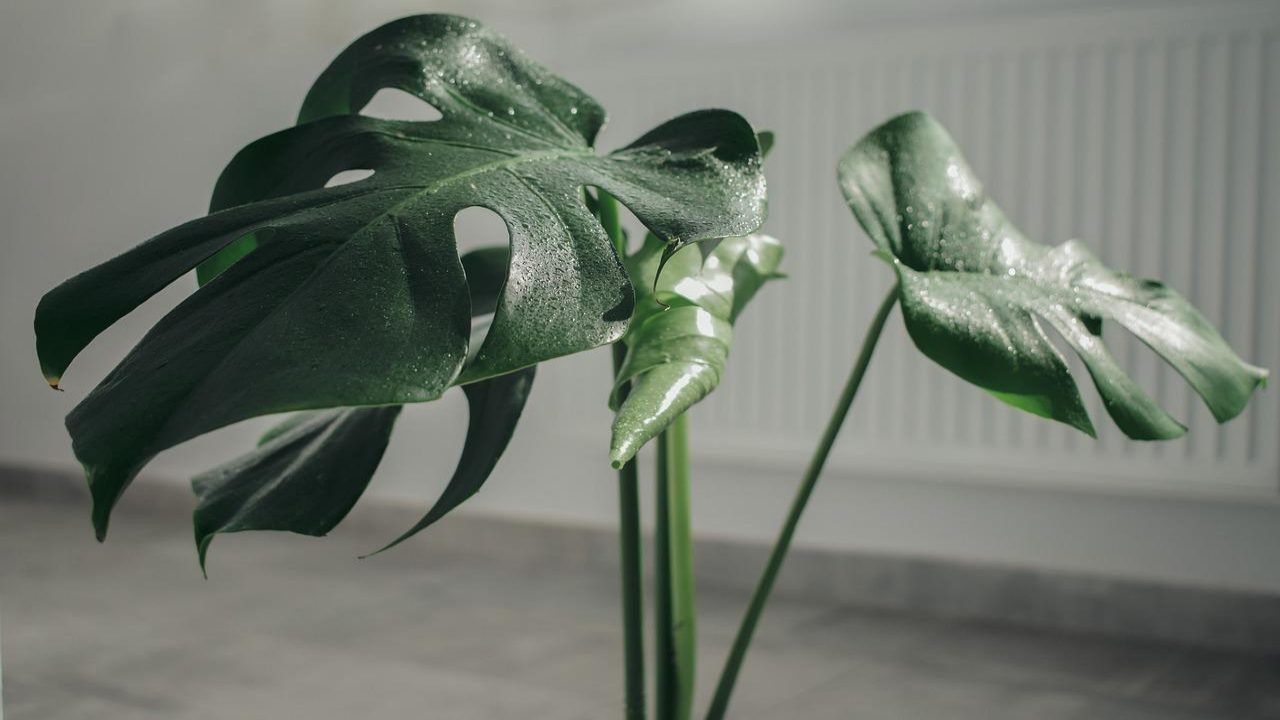 Monstera Deliciosa tutto quello che bisogna sapere