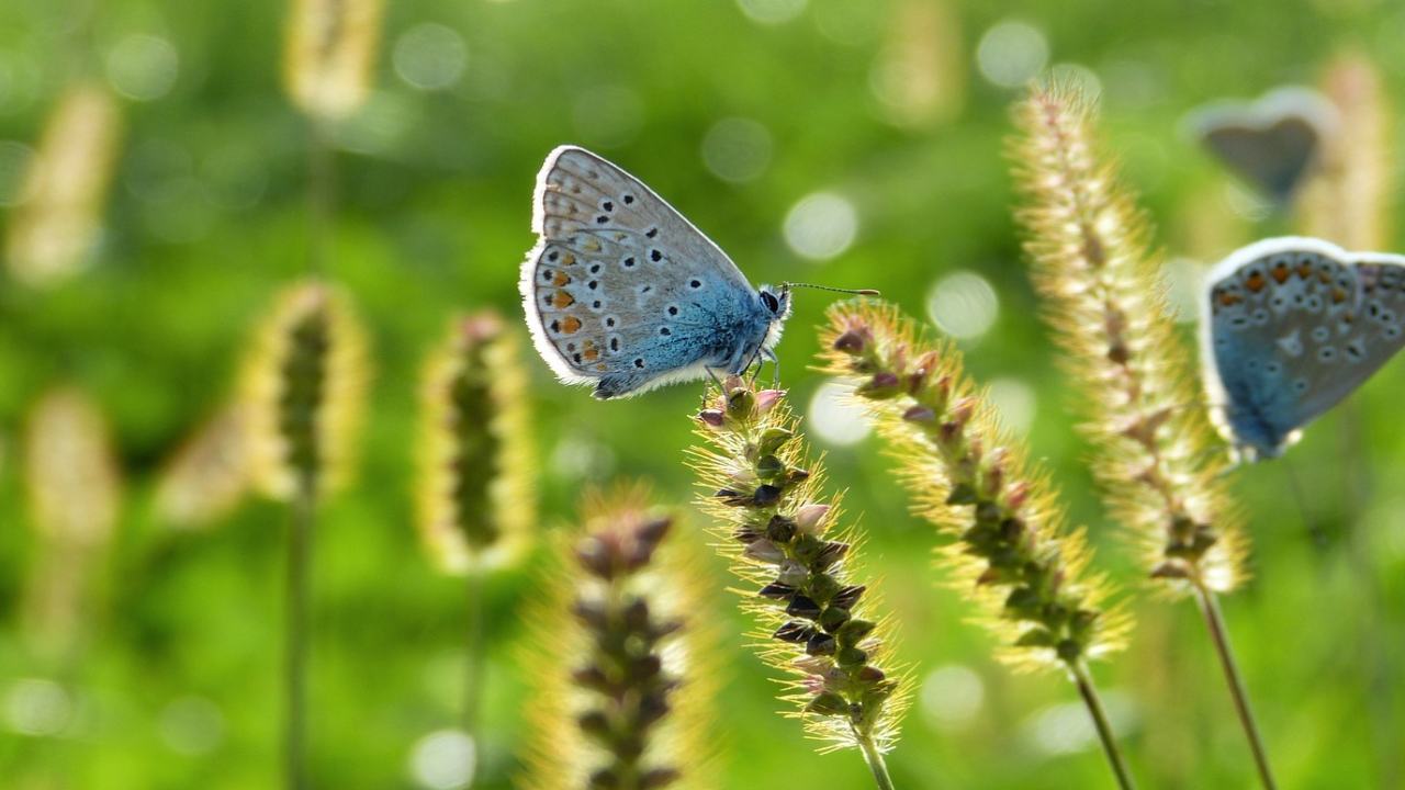 Natura pesticidi stop