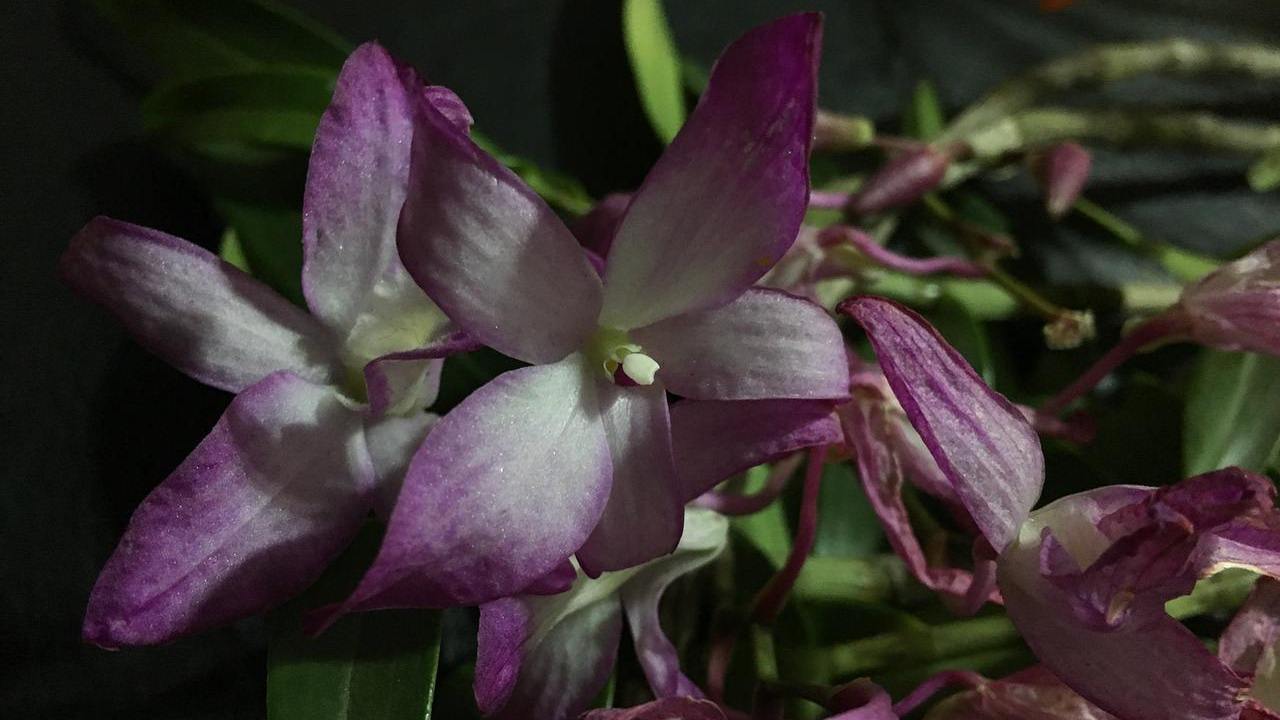 orchidea appassita nuova vita