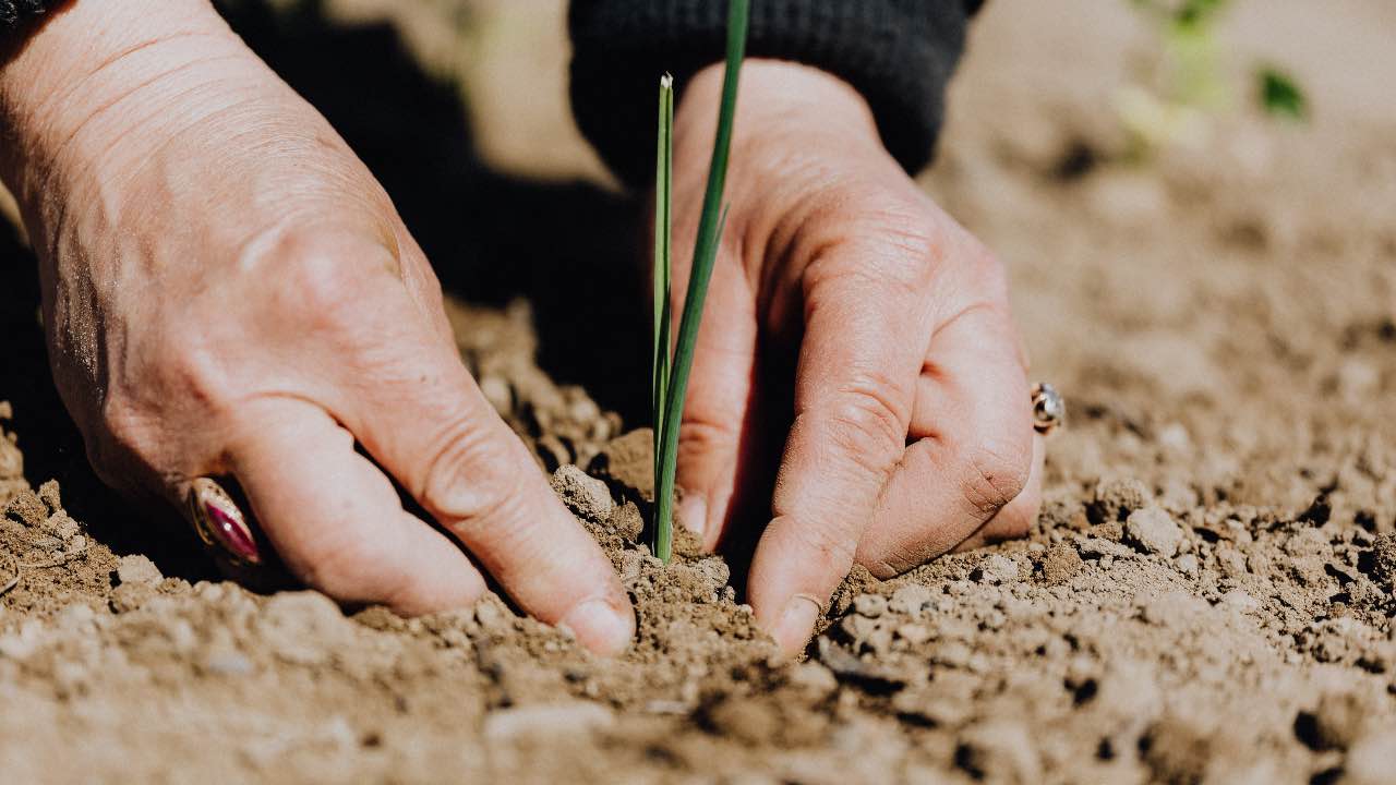 pianta terra fertilizzante