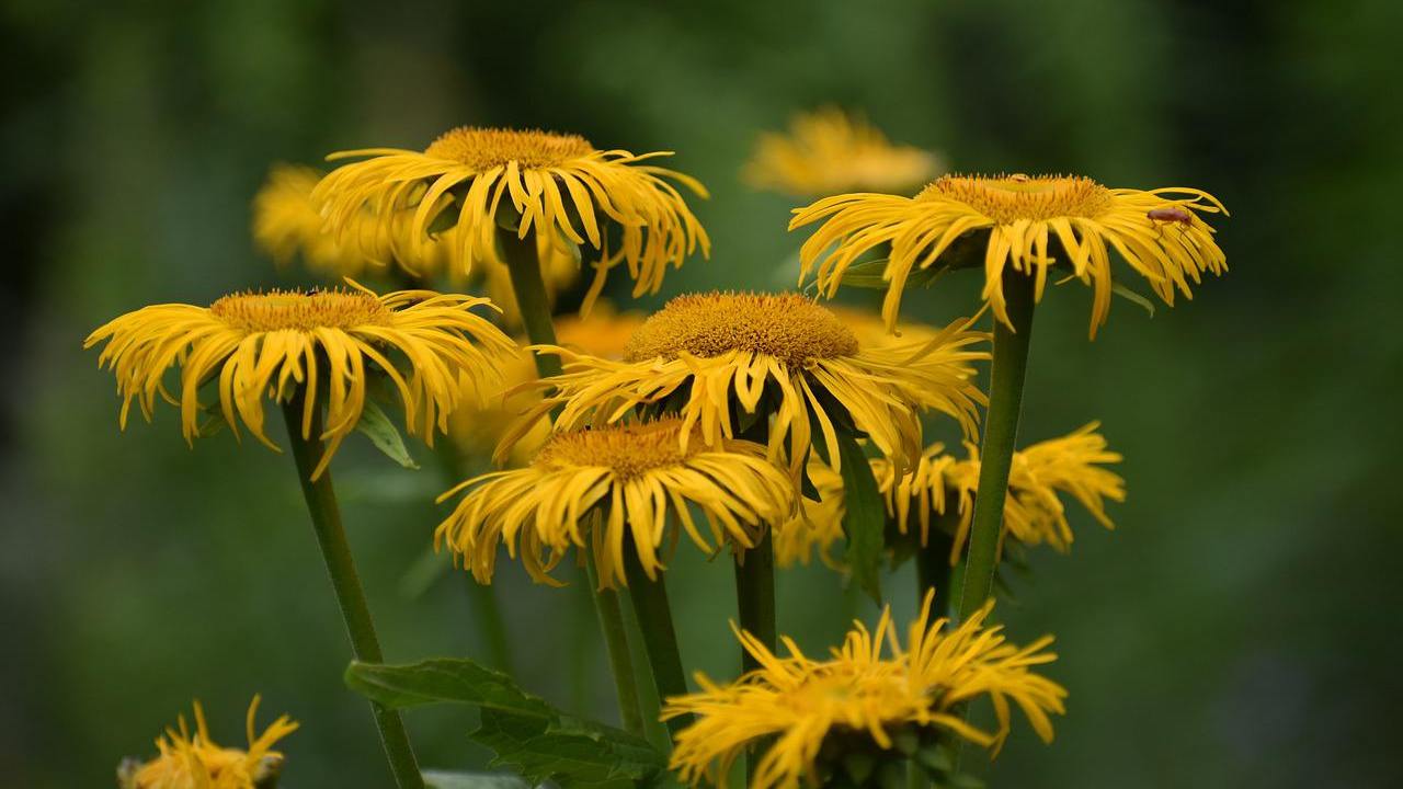 benefici pianta arnica