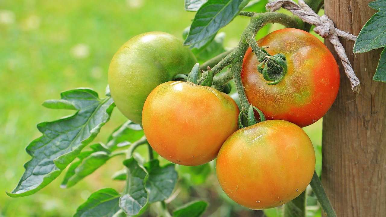 coltivare pomodori