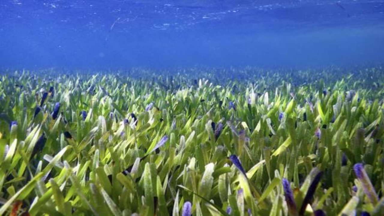 posidonia australis scoperta shark bay