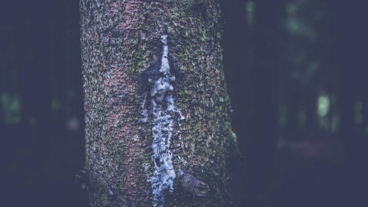 rimedio naturale melata alberi