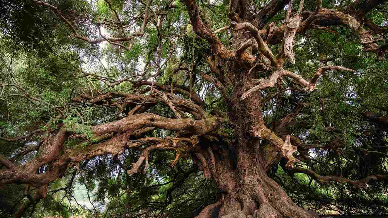 albero vecchio mondo