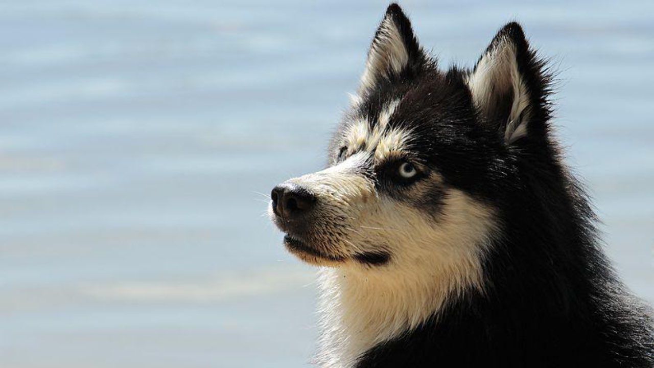 animale husky caldo