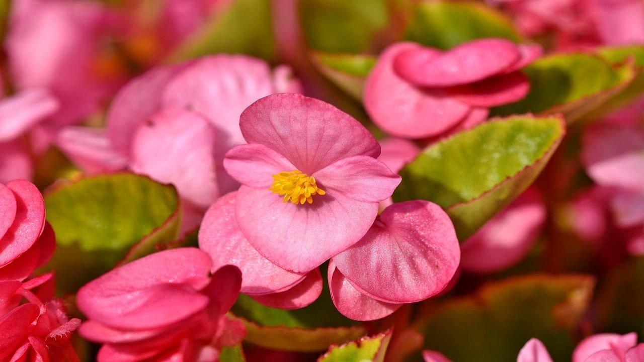 Begonia coltivare fiore