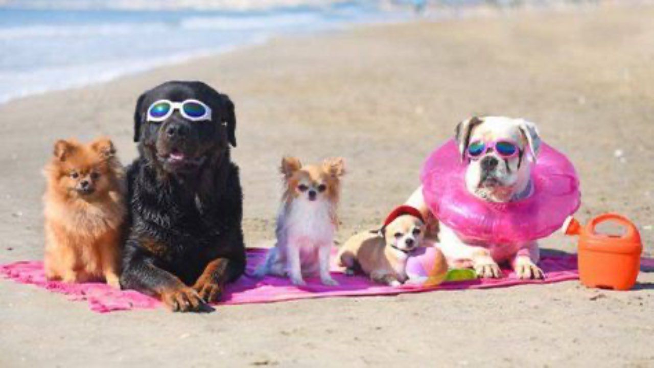 animali spiaggia caldo