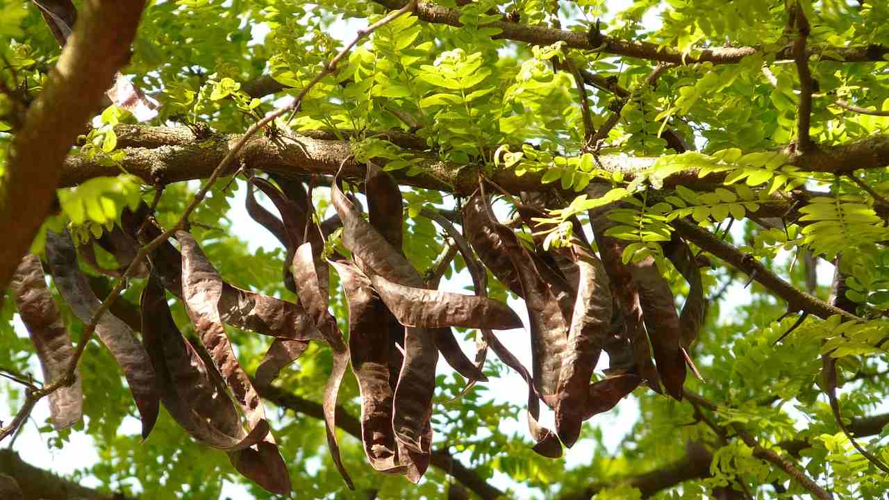 carrubo curiosità pianta