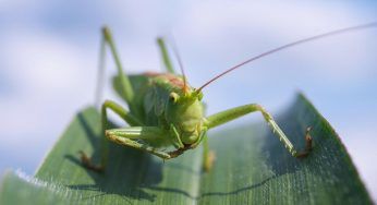 Invasione di insetti, la situazione sta sfuggendo di mano: come comportarsi