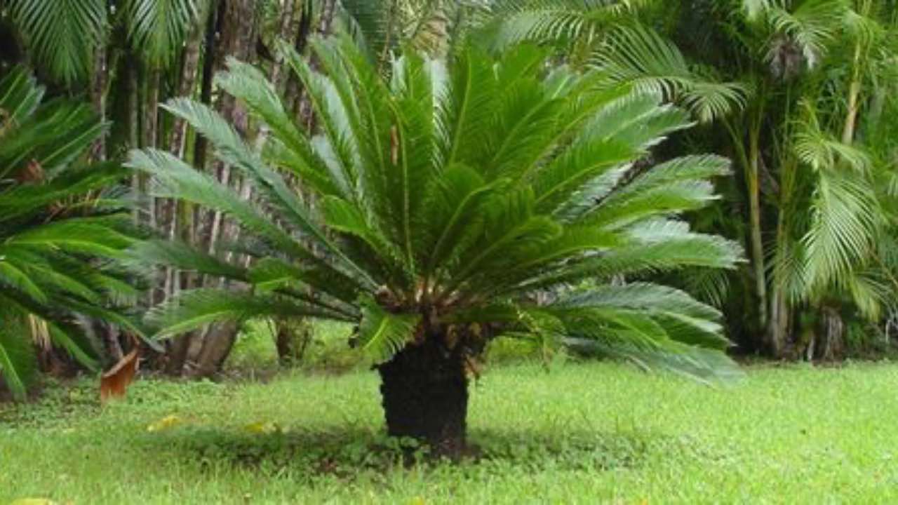 cycas consigli coltivazione