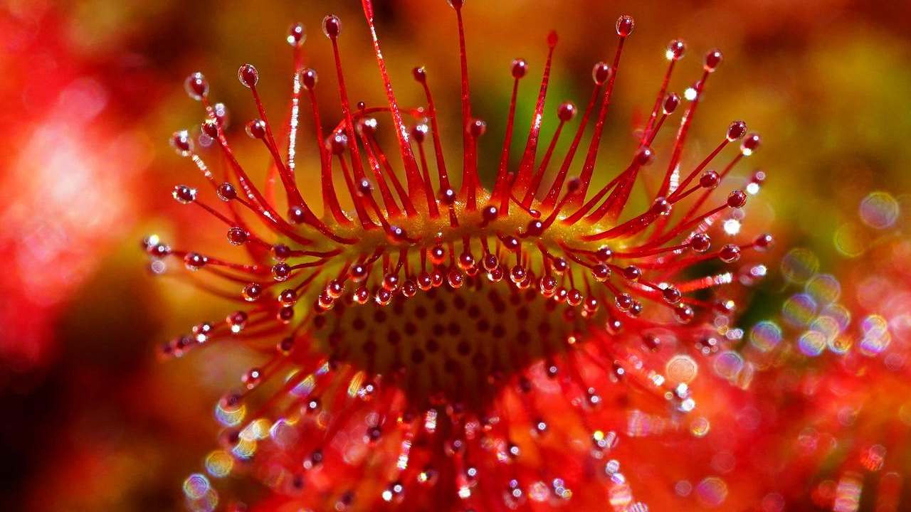 drosera pianta carnivora